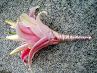 Svatební floristika